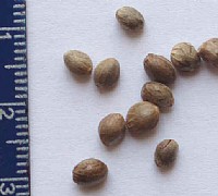 canapasemi canapasemi