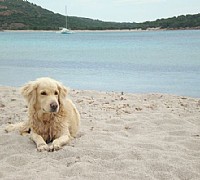 cane al mare cane al mare