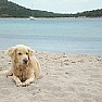Acciaroli Notizie foto - cane al mare