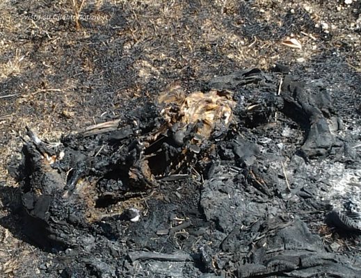 cane bruciato eboli 2012