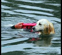 cane soccorso mare cane soccorso mare