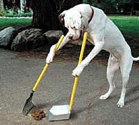 cane spazzino cane spazzino