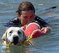 cani bagnino cilento labrador