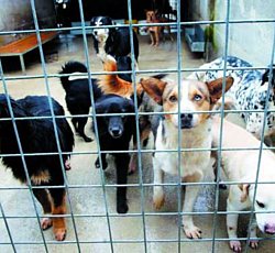 canile per nocera superiore canile per nocera superiore