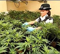 carabinieri sequestro cannabis