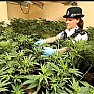 Agropoli Notizie foto - carabinieri sequestro cannabis