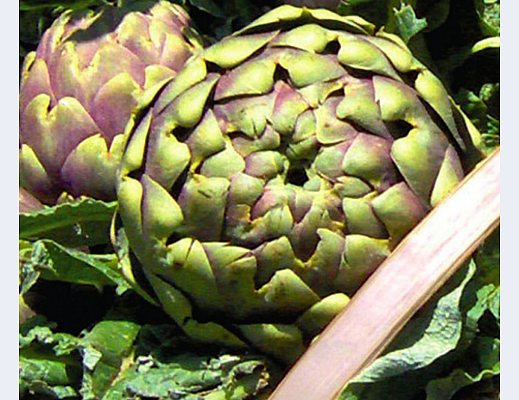 carciofo di paestum igp