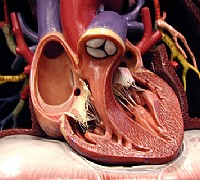cardiologia cuore cardiologia cuore