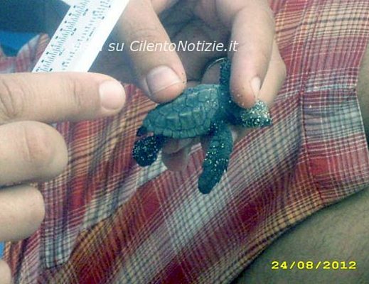 caretta caretta osgliastro art gigino 30082012 05