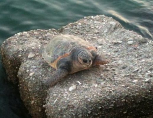caretta caretta tartaruga lung trieste salerno