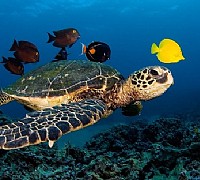 caretta caretta tartaruga
