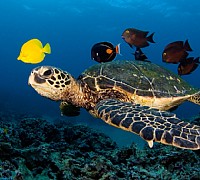 caretta caretta