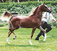 cavallo arabo 5 cavallo arabo 5