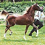 Casal Velino Notizie foto - cavallo arabo 5