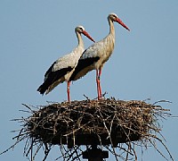 cicogne bianche cicogne bianche