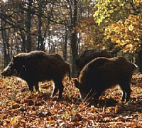 cinghiali danni cilento