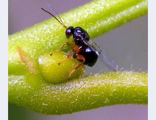 cinipide galligeno castagno insetto killer