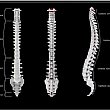 Salute foto - colonna vertebrale