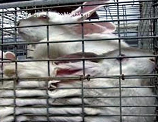 Paolo-Abbate foto - conigli in gabbia art abbate 19032012