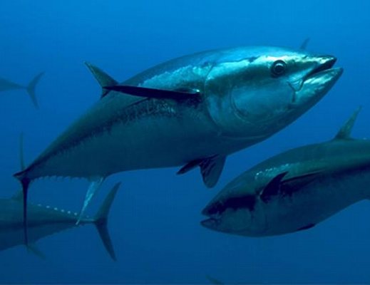 consorzio tutela tonno rosso