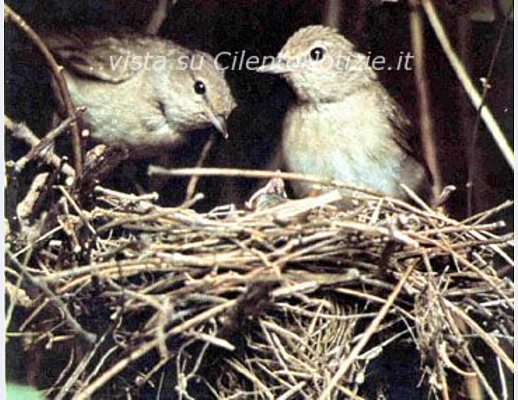 Marisa-Russo foto - coppia prepara il nido