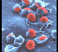 danno cellulare danno cellulare