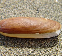 datterodimarepesceprovsr