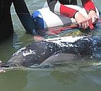 delfino spiaggiato eboli  2010