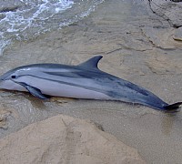 delfino spiaggiato delfino spiaggiato