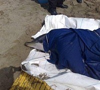 delfino stenella spiaggiato agropoli
