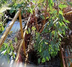 Marisa-Russo foto - depuratore con pianta