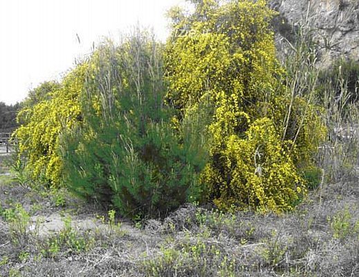 Paolo-Abbate foto - duna parco cilento biodiversita art