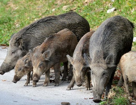 emergenza cinghiali