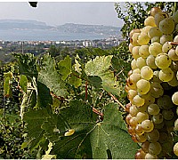 falanghina1