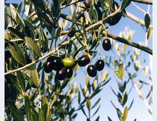 festa dell olio morigerati