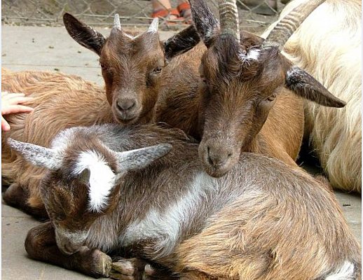 fiera della frecagnola cannalonga 2011 00