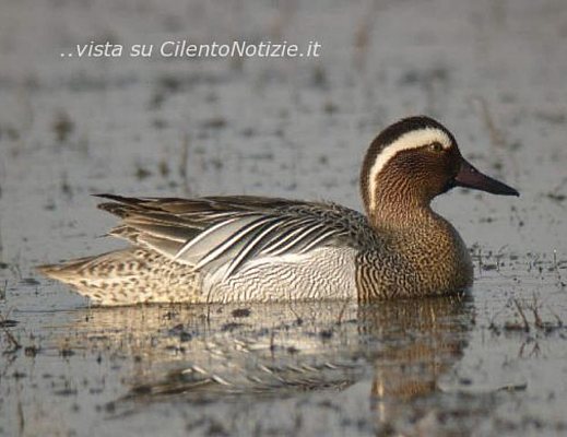 Paolo-Abbate foto - foto Marzaiola per articolo P abbate