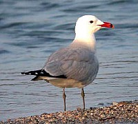 gabbiano corso gabbiano corso