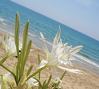 giglio marino cilento giglio marino cilento