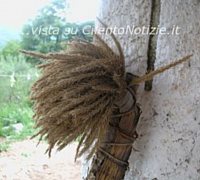 Paolo-Abbate foto - grano cilento coltivazione