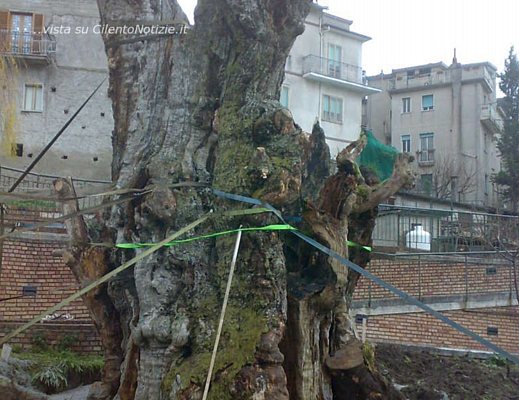 Marisa-Russo foto - il castagno millenario 2