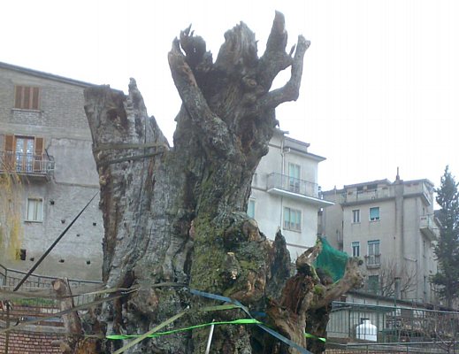 Nicola-Salati foto - il castagno millenario