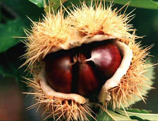 il castagno nel cilento castagne