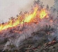 incendio montecorice pollica incendio montecorice pollica