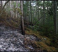 incendio omignano 2011