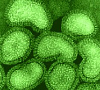 influenza a virus