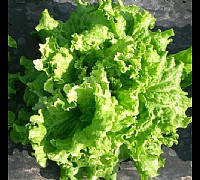 insalata gentilina verde
