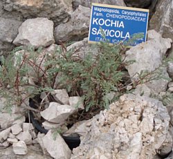 kochia saxicola Guss palinuro