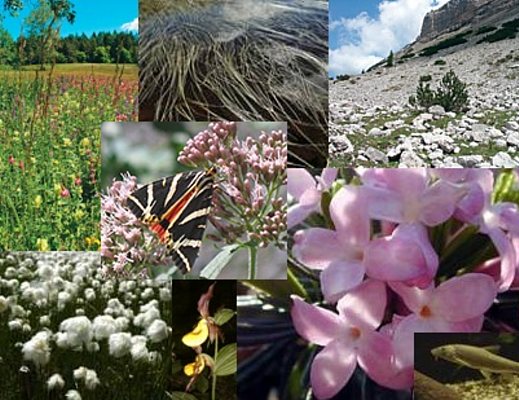 la biodiversita nella natura