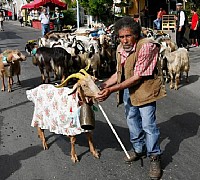 la turniata san gregorio magno 00